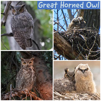 Great Horned Owl